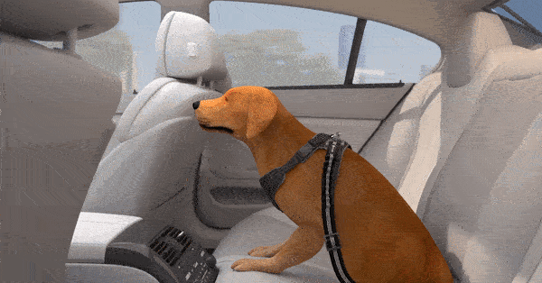 PawSafe Dog Seatbelt Review 